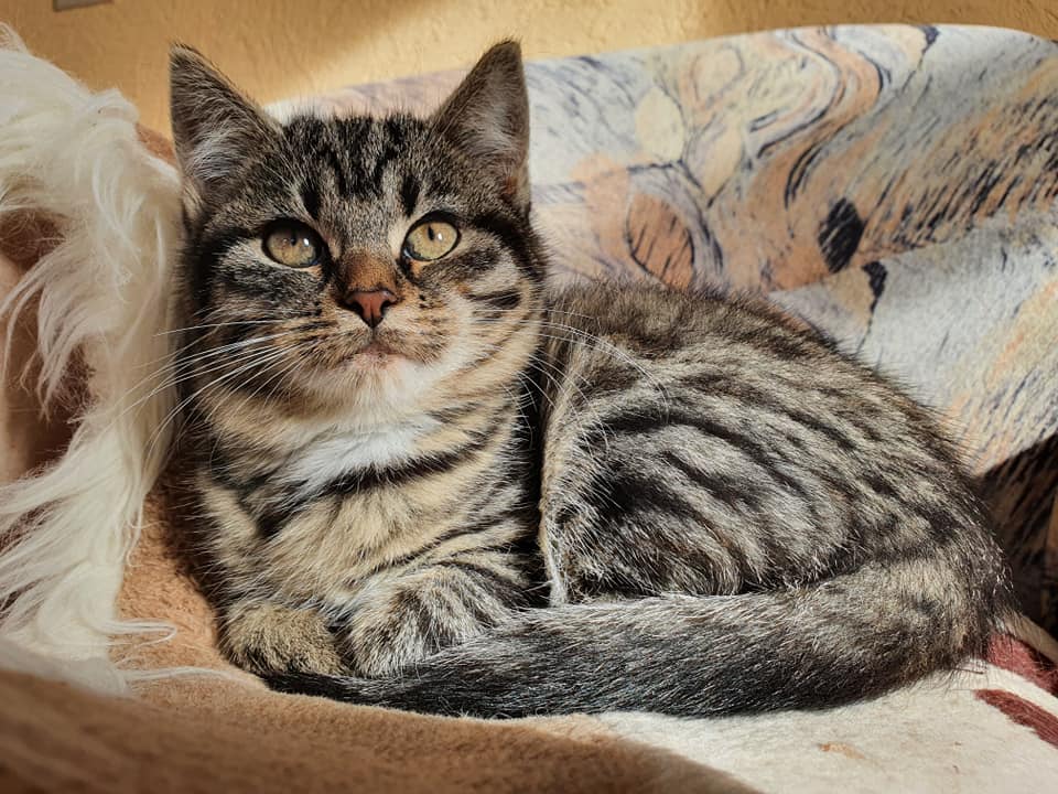 kiara